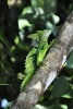 Basilisk Lizard on a Tree Journal - 150 Page Lined Notebook/Diary (Paperback) - Cs Creations Photo