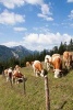 Cows Grazing in a Mountain Meadow Journal - 150 Page Lined Notebook/Diary (Paperback) - Cs Creations Photo