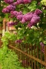 A Beautiful Lilac Bush Growing Over a Fence - Blank 150 Page Lined Journal for Your Thoughts, Ideas, and Inspiration (Paperback) - Unique Journal Photo