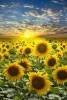 A Field of Sunflowers at Sunset, for the Love of Nature - Blank 150 Page Lined Journal for Your Thoughts, Ideas, and Inspiration (Paperback) - Unique Journal Photo