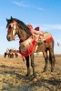 Fantasia Dark Bay Horse in Morocco Journal - 150 Page Lined Notebook/Diary (Paperback) - Cool Image Photo