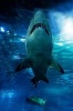 Underwater Shark Journal - 150 Page Lined Notebook/Diary (Paperback) - Cool Image Photo