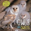 Owls & Owlets (Hardcover, Illustrated edition) - Annabelle Lynch Photo