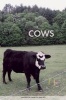 The Cows (Paperback, New) - Lydia Davis Photo