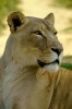 Portrait of a Lioness Journal - 150 Page Lined Notebook/Diary (Paperback) - Cool Image Photo