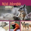 The Most Adorable Animals in the World (Paperback) - Tammy Gagne Photo