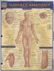 Surface Anatomy - Reference Guide (Paperback) - BarCharts Inc Photo