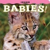 Idaho Babies! (Hardcover) - Steph Lehmann Photo