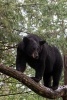 Black Bear Standing on a Tree Branch Journal - 150 Page Lined Notebook/Diary (Paperback) - Cs Creations Photo