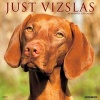 Just Vizslas Wall (Calendar) - Willow Creek Press Photo