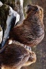 A Nutria Pair Resting on Rocks by the Water - Blank 150 Page Lined Journal for Your Thoughts, Ideas, and Inspiration (Paperback) - Unique Journal Photo