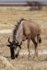 Blue Wildebeest Grazing African Journal - 150 Page Lined Notebook/Diary (Paperback) - Cs Creations Photo