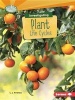 Investigating Plant Life Cycles (Paperback) - L L Amstutz Photo