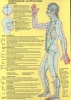 Symptomatic Acupuncture Points (Poster) - Jan Baarle Photo