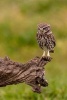 Cutest Little Owl on a Tree Branch Journal - 150 Page Lined Notebook/Diary (Paperback) - Cs Creations Photo