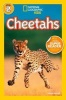 Cheetahs (Paperback) - Laura Marsh Photo