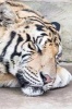 Sleeping Tiger Journal - 150 Page Lined Notebook/Diary (Paperback) - Cool Image Photo