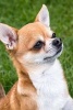 A Cute Teacup Chihuahua Dog in the Grass - Blank 150 Page Lined Journal for Your Thoughts, Ideas, and Inspiration (Paperback) - Unique Journal Photo