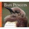 Baby Penguin (Hardcover, illustrated edition) - Aubrey Lang Photo