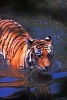 Ig Cat Tiger Wading Through the Water - Blank 150 Page Lined Journal for Your Thoughts, Ideas, and Inspiration (Paperback) - Unique Journal Photo