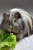 Cute Brown Guinea Pig Pet with a Lettuce Leaf Journal - 150 Page Lined Notebook/Diary (Paperback) - Cs Creations Photo