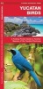 Yucatan Birds (Pamphlet) - James Kavanagh Photo