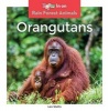 Orangutans (Hardcover) - Leo Statts Photo