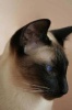 Seal Point Siamese Cat Portrait Journal - 150 Page Lined Notebook/Diary (Paperback) - Cool Image Photo