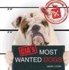 CIA's Most Wanted Dogs (Hardcover) - Mark Leigh Photo