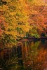 Trees with Red, Orange, Yellow, and Green Leaves Exploding in Autumn Color - Blank 150 Page Lined Journal for Your Thoughts, Ideas, and Inspiration (Paperback) - Unique Journal Photo