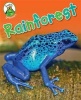 Rainforest (Paperback) - Annabelle Lynch Photo