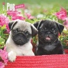 Pug Puppies 2017 Square (Calendar) - Inc Browntrout Publishers Photo