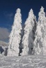 Evergreen Trees Completely Covered in Winter Snow - Blank 150 Page Lined Journal for Your Thoughts, Ideas, and Inspiration (Paperback) - Unique Journal Photo