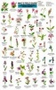 Mac's Field Guide to Rocky Mountain Wildflowers (Paperback) - Craig MacGowan Photo