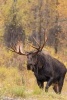 Bull Moose in Autumn Journal - 150 Page Lined Notebook/Diary (Paperback) - Cs Creations Photo