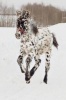 An Adorable Appaloosa Foal Horse Journal - 150 Page Lined Notebook/Diary (Paperback) - Cs Creations Photo