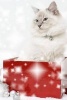 A Cute Cat Sitting in a Christmas Gift Box - Blank 150 Page Lined Journal for Your Thoughts, Ideas, and Inspiration (Paperback) - Unique Journal Photo