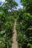 Narrow Path in Rainforest of Cameroon Africa Journal - 150 Page Lined Notebook/Diary (Paperback) - Cool Image Photo