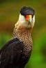 Portrait of a Crested Caracara (Caracara Cheriway) Bird of Prey Journal - 150 Page Lined Notebook/Diary (Paperback) - Benton Press Photo