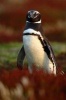 Say Hello to the Magellanic Penguin Journal - 150 Page Lined Notebook/Diary (Paperback) - Cool Image Photo