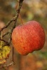 Apple Picking Time Journal - 150 Page Lined Notebook/Diary (Paperback) - Cs Creations Photo