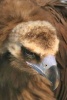 Cinereous Vulture Portrait Journal - 150 Page Lined Notebook/Diary (Paperback) - Cool Image Photo