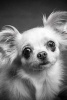 A Cute Profile of a Chihuahua in Black and White - Blank 150 Page Lined Journal for Your Thoughts, Ideas, and Inspiration (Paperback) - Unique Journal Photo