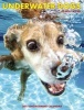 Underwater Dogs (Calendar) - Seth Casteel Photo