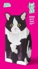 Pop Up Pet Black & White Cat (Paperback) -  Photo