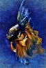 Beautiful Painting of a Beta Fish - Blank 150 Page Lined Journal for Your Thoughts, Ideas, and Inspiration (Paperback) - Unique Journal Photo