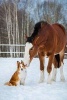 Best Friends - A Draft Horse and a Red Border Collie Dog Journal: 150 Page Lined Notebook/Diary (Paperback) - Cs Creations Photo