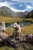 Red Heeler Australian Cattle Dog in Sierra Nevada Range California Journal - 150 Page Lined Notebook/Diary (Paperback) - Cool Image Photo