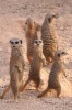 A Gathering of Meerkats Journal - 150 Page Lined Notebook/Diary (Paperback) - Cool Image Photo