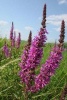 Lythrum Salicaria Purple Loosestrife Flowers Blooming in a Field - Blank 150 Page Lined Journal for Your Thoughts, Ideas, and Inspiration (Paperback) - Unique Journal Photo